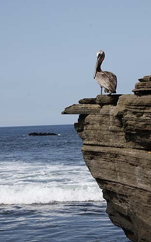 пеликан на скале